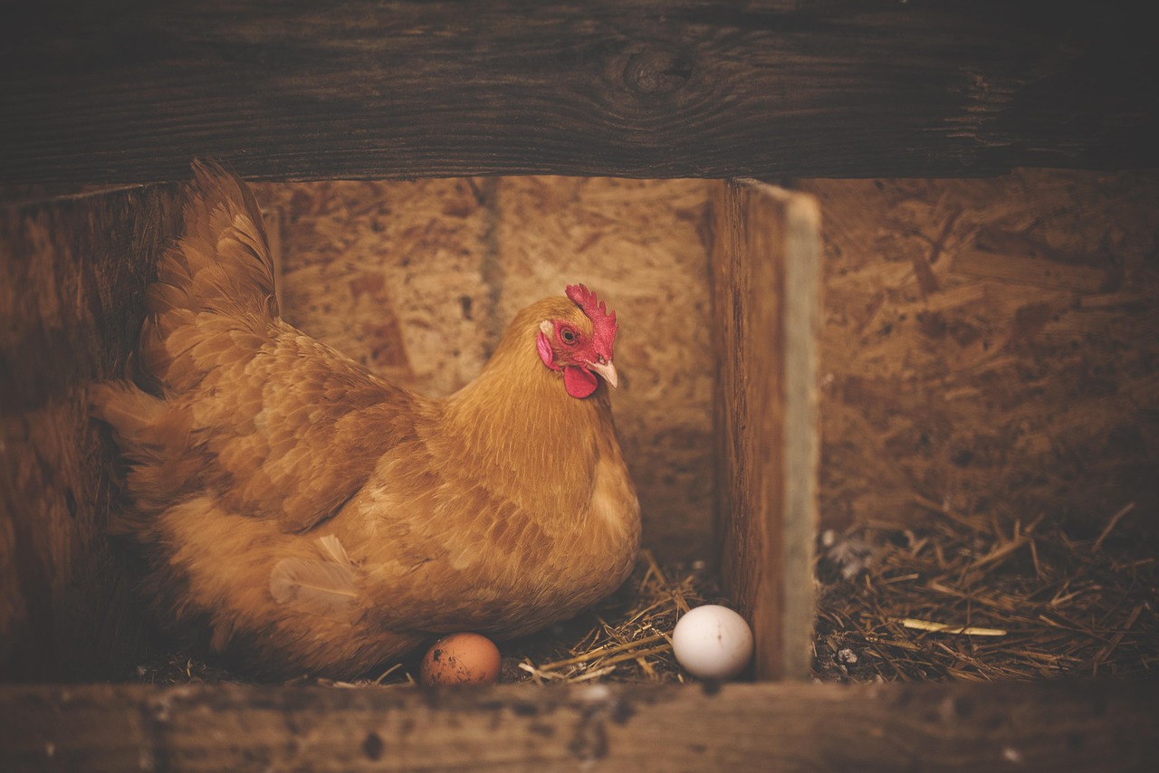 découvrez des recettes faciles et savoureuses pour cuisiner vos restes de poulet et éviter le gaspillage alimentaire.
