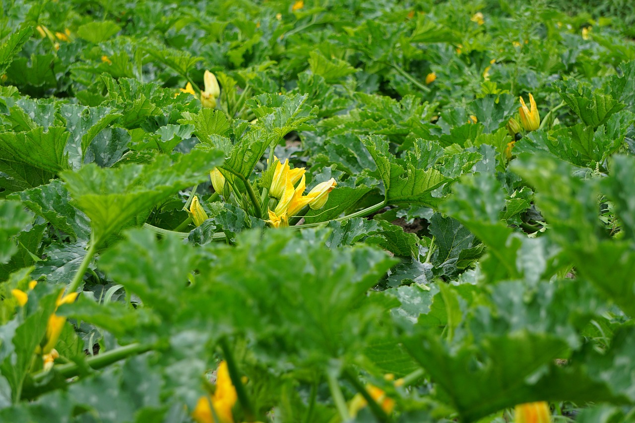 découvrez tout sur la courgette : astuces de culture, bienfaits pour la santé, recettes savoureuses et conseils de préparation.