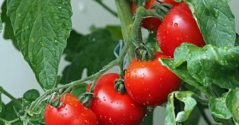Erreurs n°1 : les tomates non épépinées