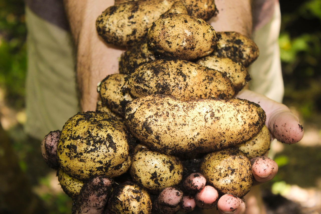 découvrez les légumes de saison : des recettes délicieuses, des astuces de conservation et des conseils pour profiter au maximum des bienfaits nutrionnels des produits frais et de qualité.